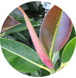ficusblad